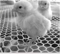 【廠傢供應】養雞用塑料平網 白色純料的塑料平網價格 養殖網工廠,批發,進口,代購