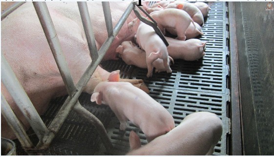 養豬場環境控制系統 智能化養豬工廠,批發,進口,代購