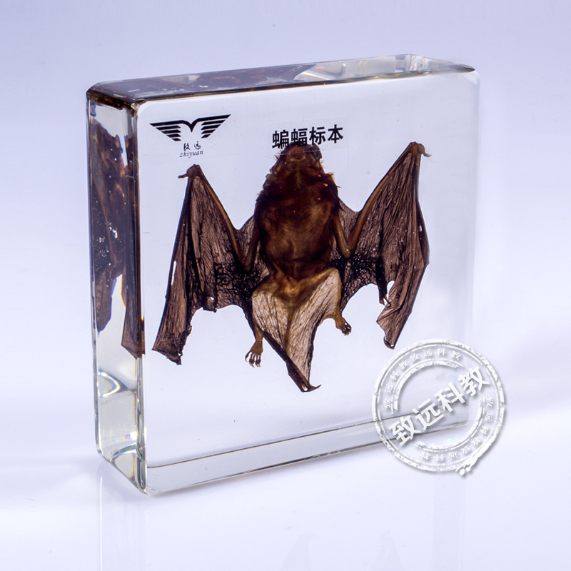 蝙蝠包埋標本 幼教標本 教學機器 生物標本工廠,批發,進口,代購