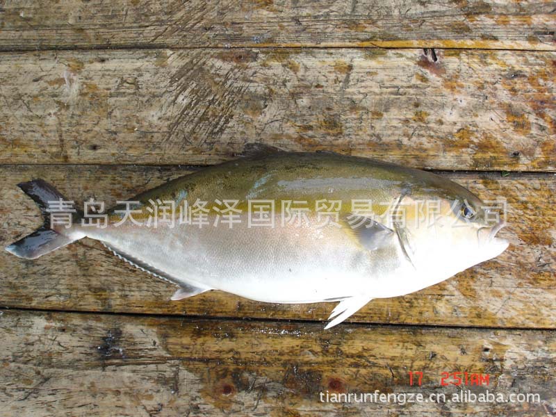 大量代購日本漁協直供章紅魚批發・進口・工廠・代買・代購