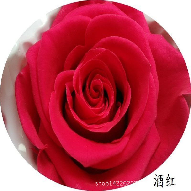 雲南永生花材批發紅色保鮮玫瑰花情人節熱銷廠傢直銷工廠,批發,進口,代購