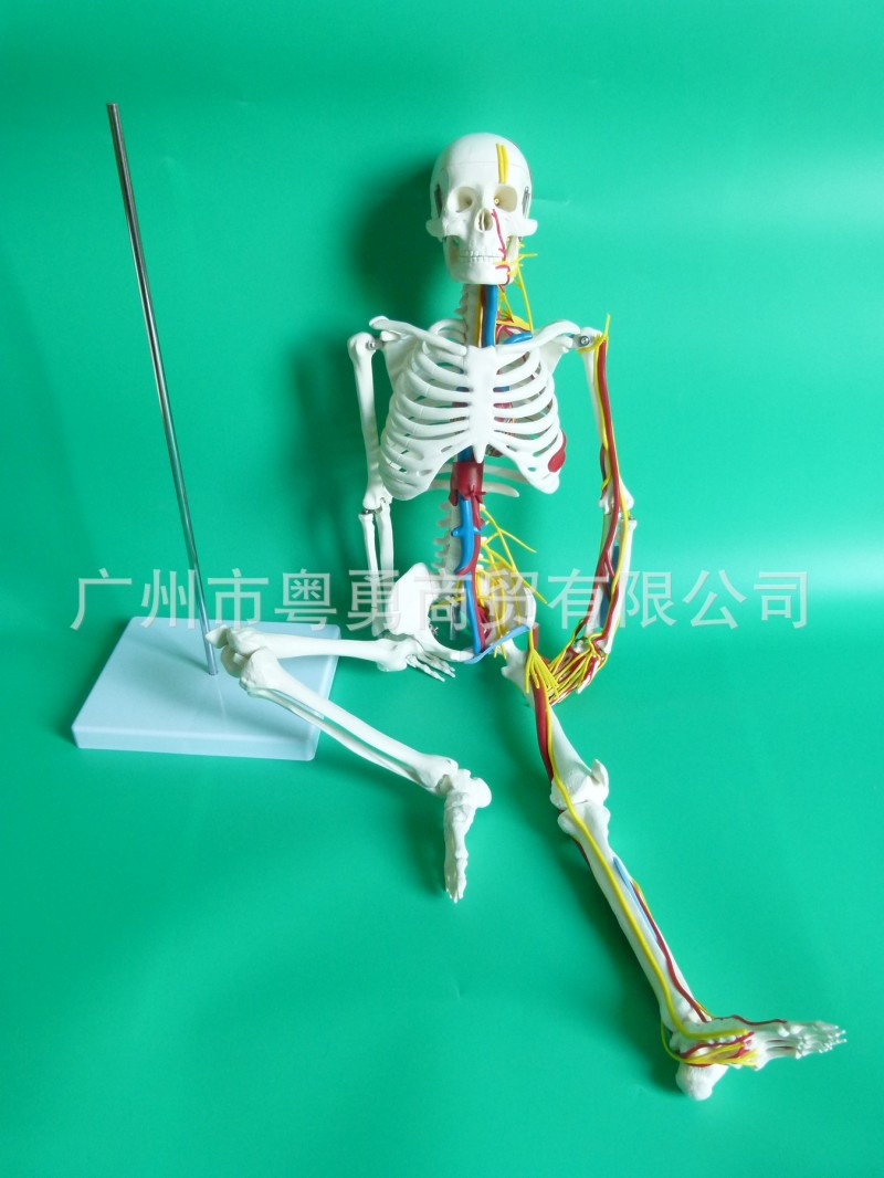 人體骨骼模型85CM 肌肉著色骨架模型 骨骼標本 骨架附血管神經工廠,批發,進口,代購