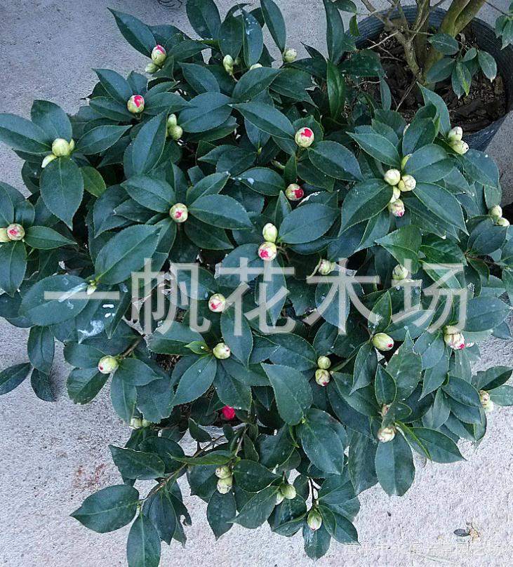 茶花小苗盆景嫁接造型茶花大樹批發・進口・工廠・代買・代購