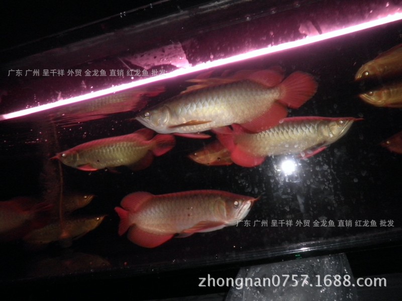 龍魚 翹頭 戰車 紅龍魚苗 辣椒 超血紅龍 極品紅龍魚 魚場批發工廠,批發,進口,代購