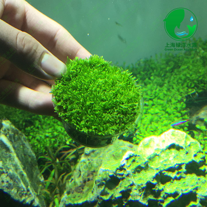 挖耳 魚缸 水族箱 造景 水草 活體 真水草 批發工廠,批發,進口,代購