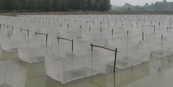 100目網箱黃鱔泥鰍水花夏花苗網箱魚類育苗孵化養殖網箱漁網網箱工廠,批發,進口,代購