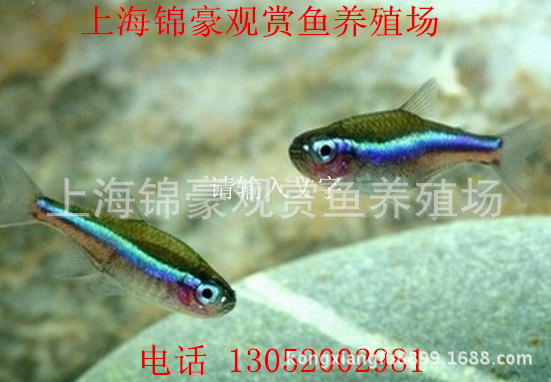 上海錦豪觀賞魚養殖場批發綠蓮燈魚野生魚燈科魚小型魚草缸魚工廠,批發,進口,代購