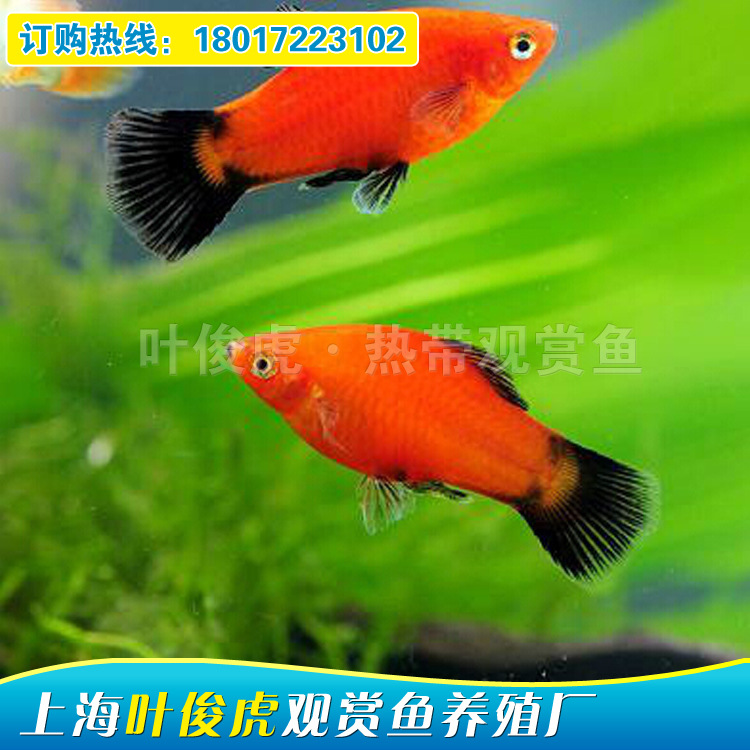 漁場直銷 黑尾月光魚 月光魚 觀賞魚 熱帶魚批發 大小齊全工廠,批發,進口,代購