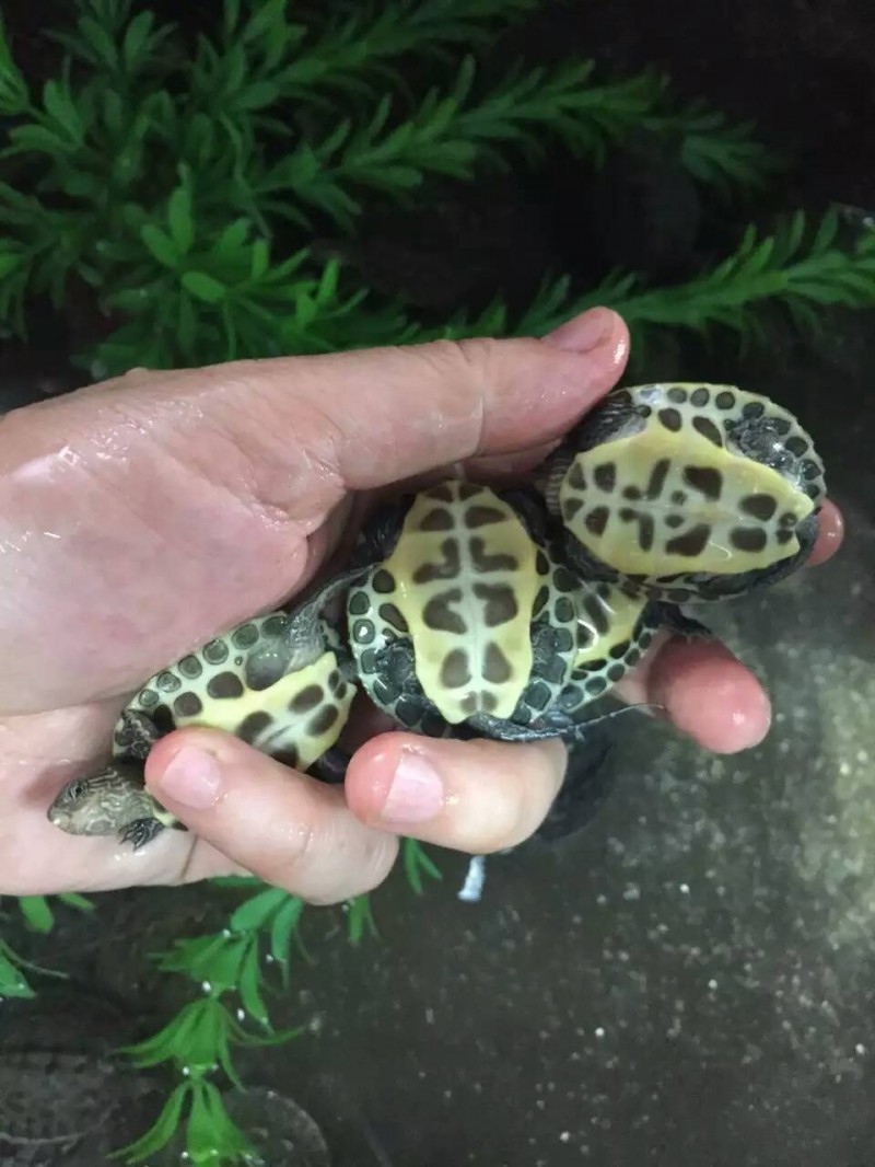 寵物龜草龜綠線草活體水龜臺灣草龜小花草【3~4cm】批發・進口・工廠・代買・代購