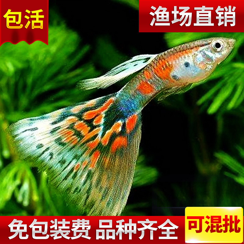 花孔雀觀賞魚 養殖觀賞魚 小型熱帶魚活體 熱帶觀賞魚批發批發・進口・工廠・代買・代購