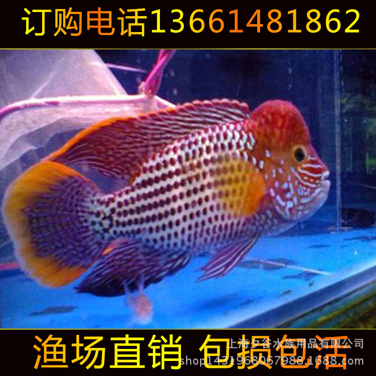 觀賞魚 熱帶觀賞魚 紅尾黃冠魚 大量存貨 量大優惠工廠,批發,進口,代購