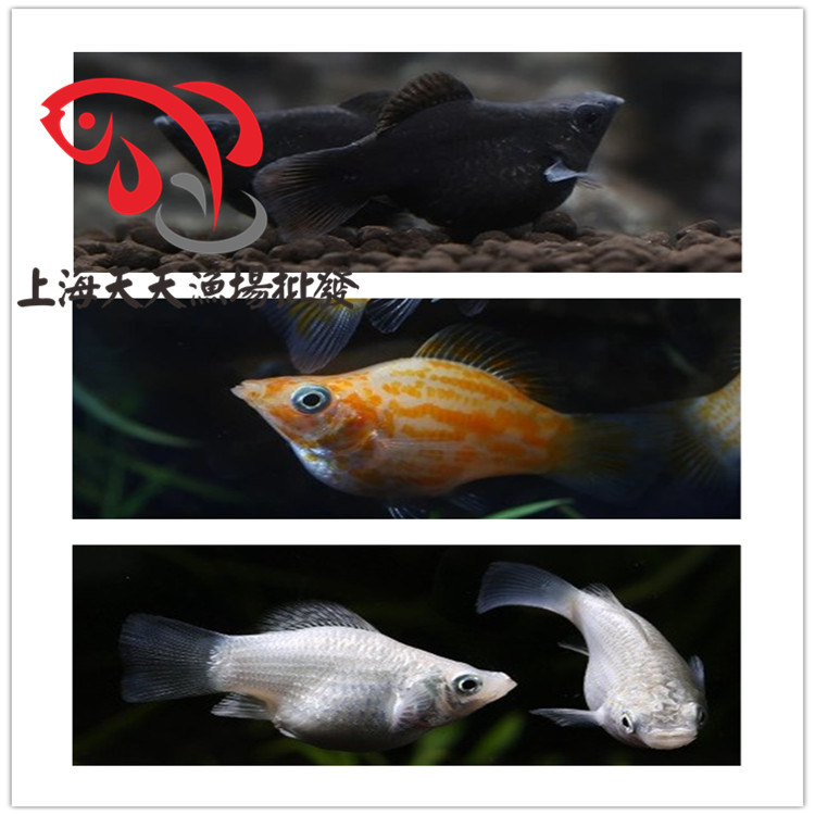 上海天天漁場批發、熱帶魚觀賞魚、皮球瑪麗魚、球瑪麗工廠,批發,進口,代購