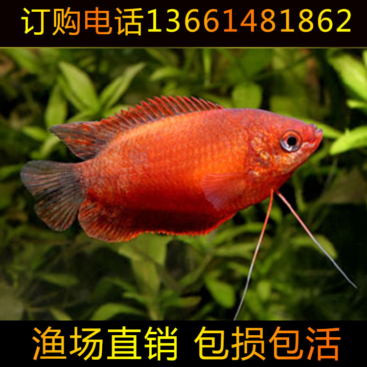 【熱銷】漁場直銷觀賞魚 熱帶魚活體血麗麗魚 量大從優工廠,批發,進口,代購