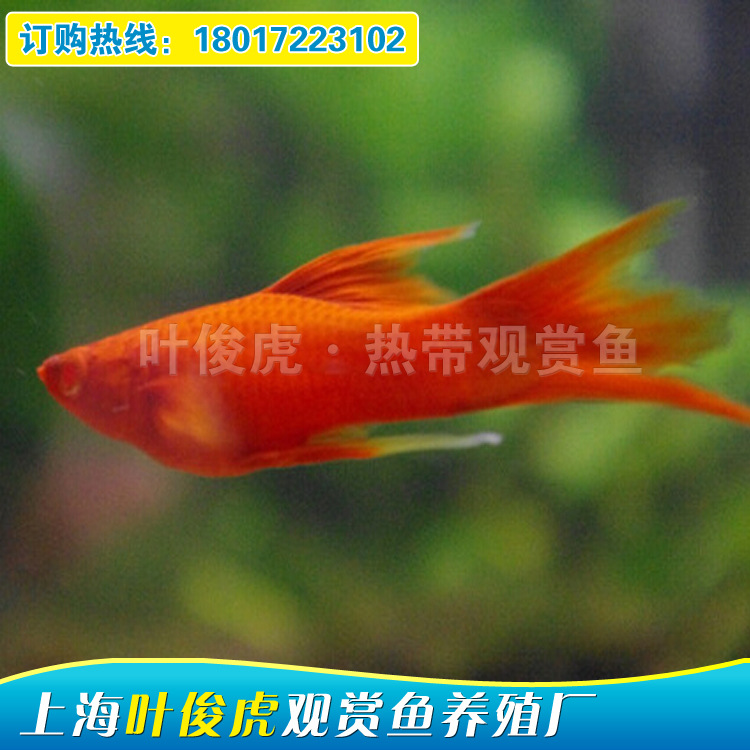 養殖場全國直銷各種大小型觀賞魚 紅白劍魚 紅瑪麗魚 價格優工廠,批發,進口,代購