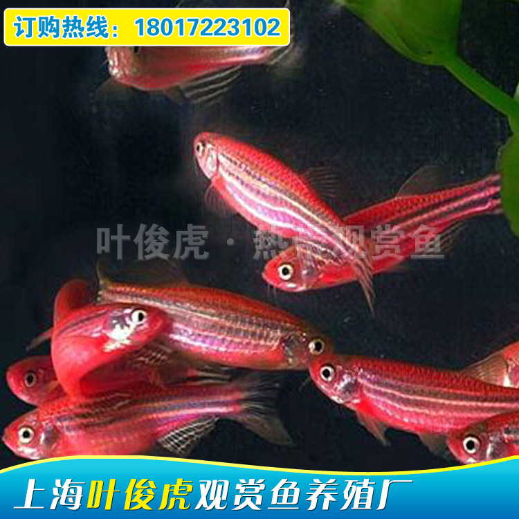 熱帶觀賞魚養殖場批發大小型觀賞魚活體魚苗 紅斑馬 斑馬魚工廠,批發,進口,代購