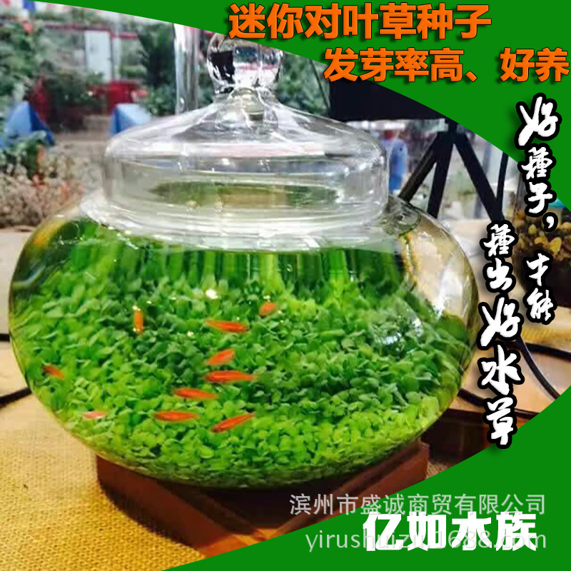 水草種子魚缸造景水草種子無需CO2水草種子水草籽發芽快包活好養工廠,批發,進口,代購