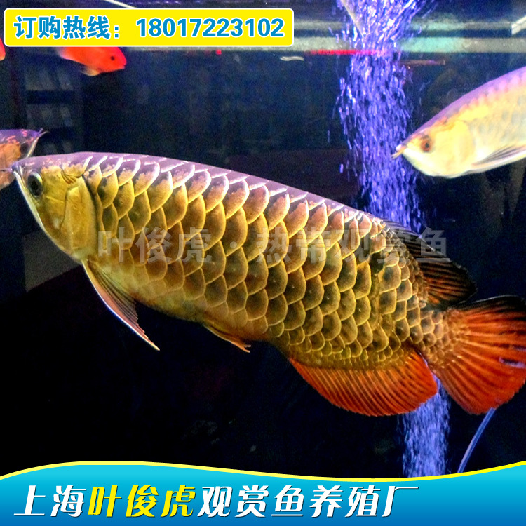 大型水族熱帶魚 觀賞魚 風水魚 龍魚 魚苗 批發 金龍魚 活體工廠,批發,進口,代購