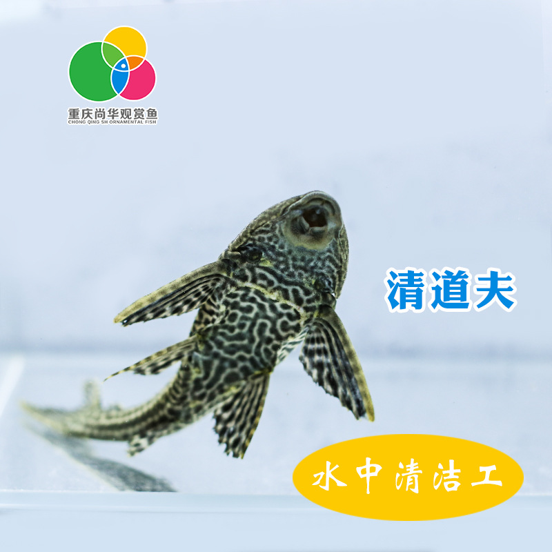 觀賞熱帶魚  清道夫魚 垃圾魚  清潔魚 活體工廠,批發,進口,代購