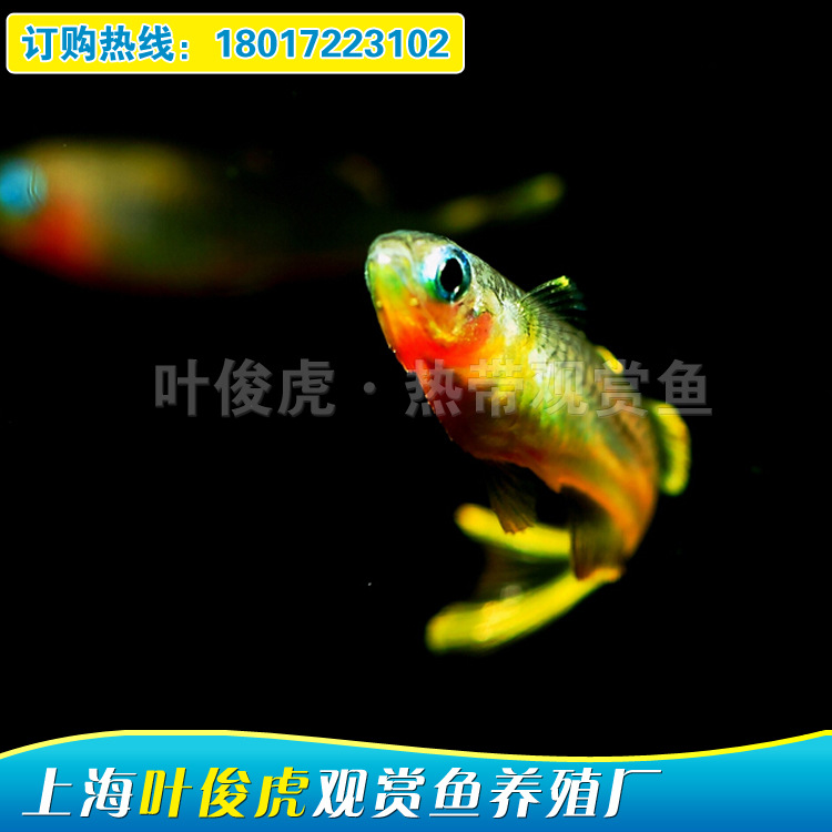 養殖場火熱直銷活潑可愛彩虹魚  霓虹燕子魚  生存能力優工廠,批發,進口,代購