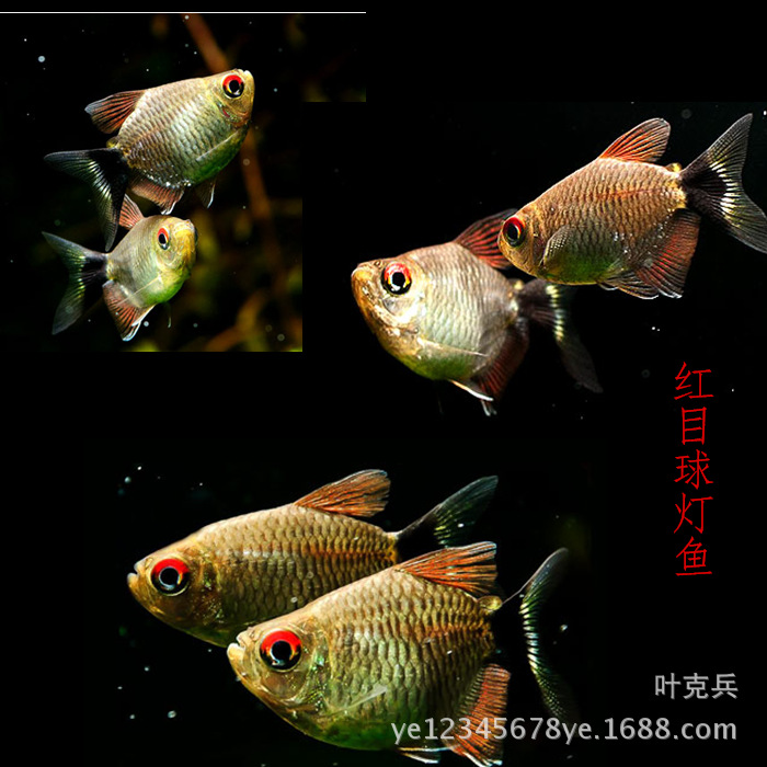 紅目球燈銀屏燈魚頭尾燈魚草缸魚群遊魚 熱帶觀賞魚批發工廠,批發,進口,代購