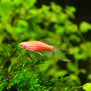 熱帶觀賞魚批發 紅斑馬 藍斑馬 活體魚 小型熱帶魚批發・進口・工廠・代買・代購