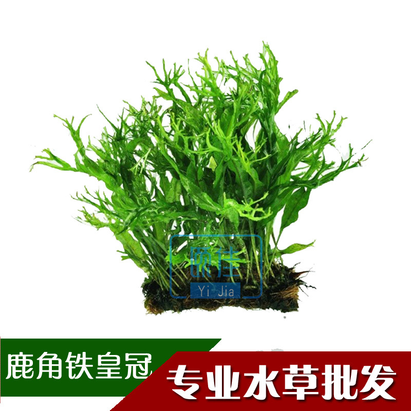 真水草批發 鹿角鐵皇冠 魚缸真水草 水族真水草 觀賞水草活體 1板工廠,批發,進口,代購