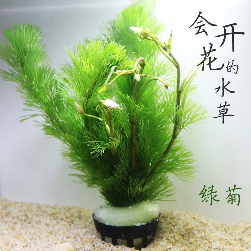 綠菊水草水族箱活體造景新手後景草金魚草有莖類小魚缸水藻前景草工廠,批發,進口,代購