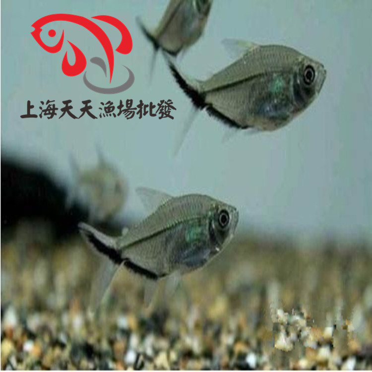 上海天天漁場批發、熱帶魚觀賞魚、黑尾大勾魚、小型魚批發・進口・工廠・代買・代購