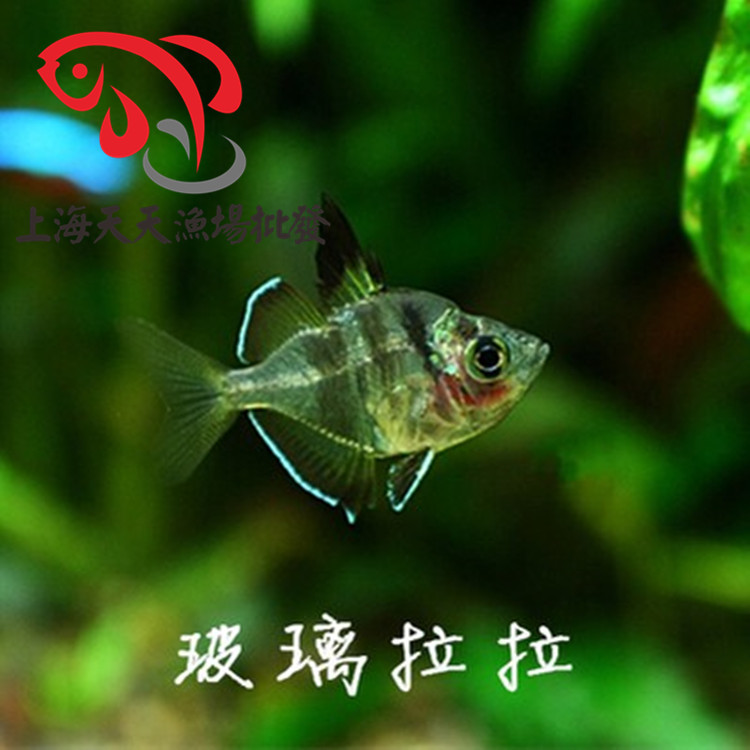 上海天天漁場批發、熱帶魚觀賞魚、玻璃拉拉魚、透明魚小型魚批發・進口・工廠・代買・代購