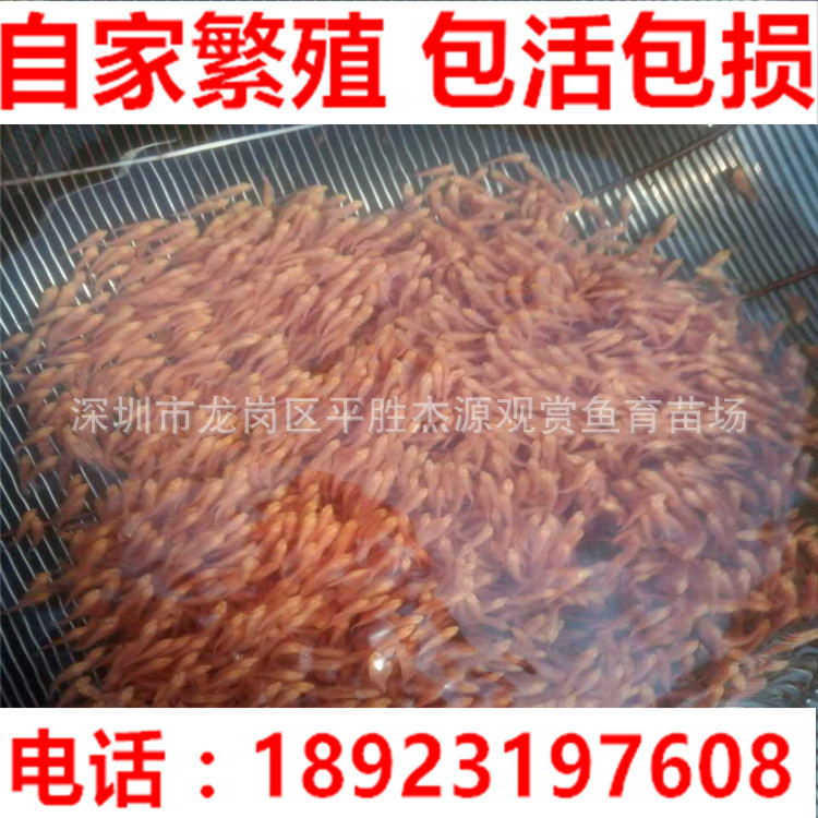 地圖魚 懶豬魚 黑地圖魚 白地圖魚 熱帶觀賞魚 魚苗 2~3cm工廠,批發,進口,代購