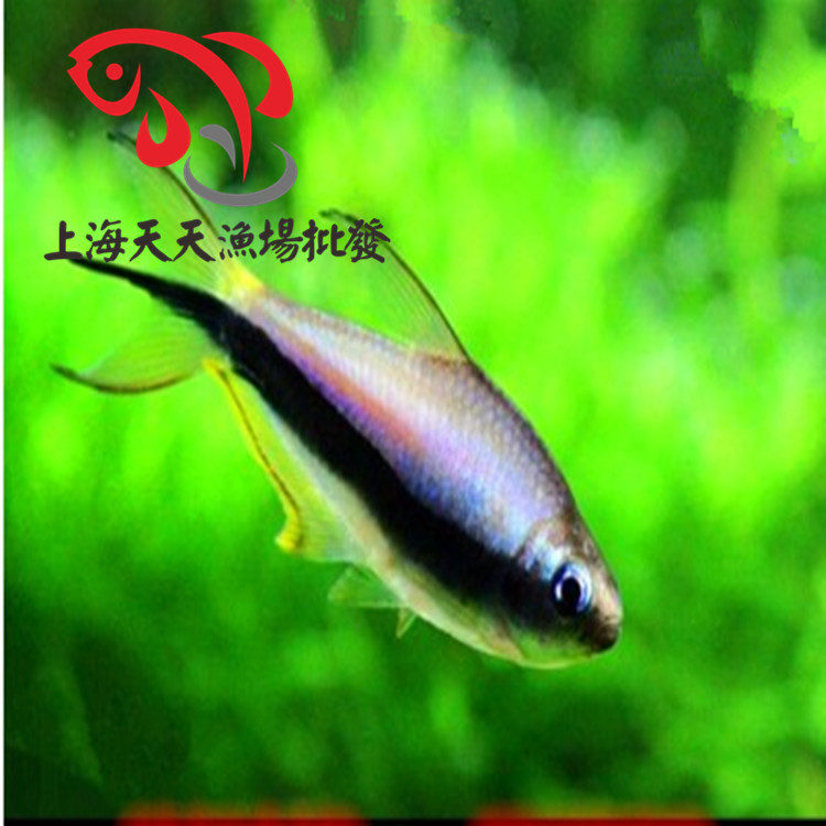 上海天天漁場批發熱帶魚觀賞魚帝王燈魚小型魚工廠,批發,進口,代購