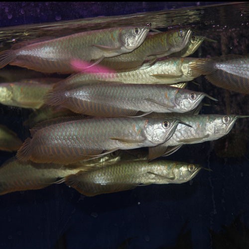 熱帶觀賞魚 養殖場批發 銀龍魚苗 成品魚 大小規格都有工廠,批發,進口,代購