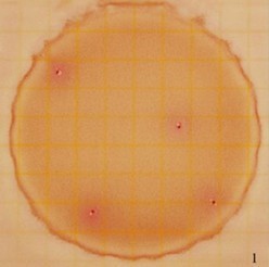 3M大腸菌群測試片（5ml型）6415工廠,批發,進口,代購