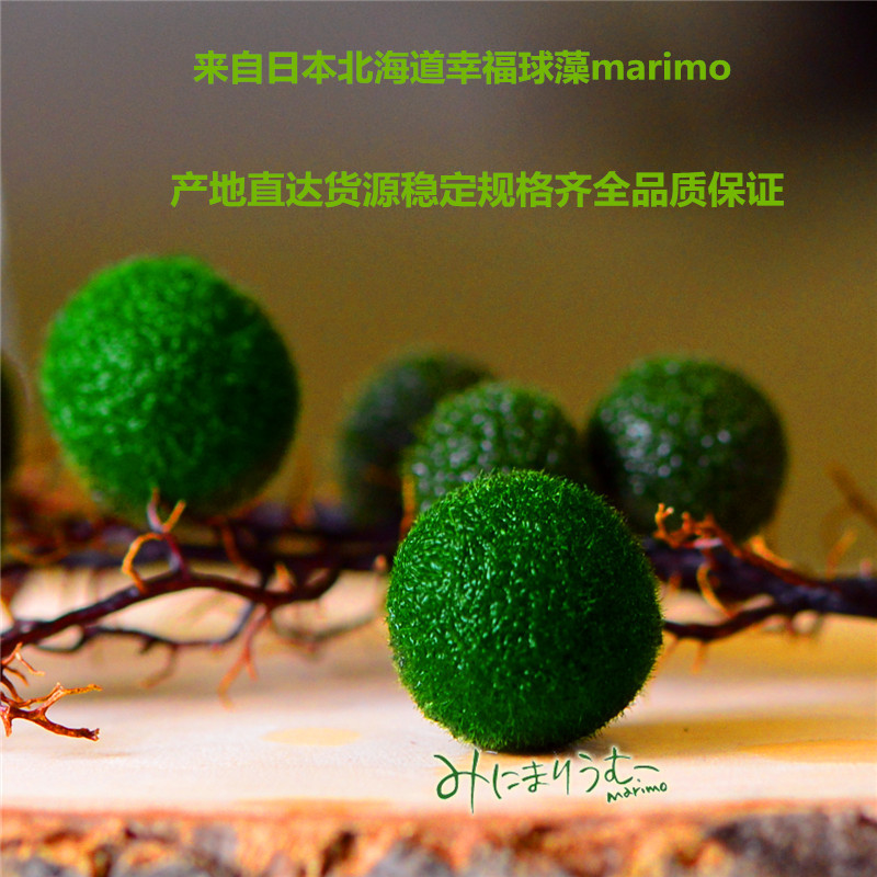 【日本正品MARIMO】幸福海藻球 球藻 產地現貨供應中送環保海樹批發・進口・工廠・代買・代購