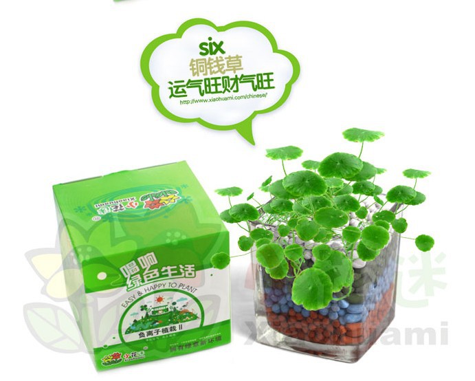 優選草種子按說明種植都可發芽水培植物 方負離子銅錢草辦公禮品工廠,批發,進口,代購