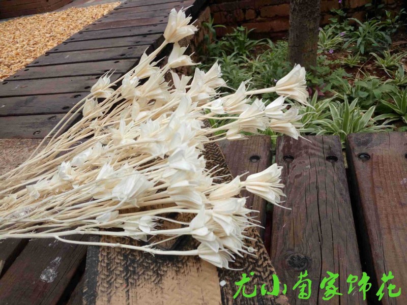【八角花】原生態傢居裝飾擺設藝術乾花乾草工廠,批發,進口,代購