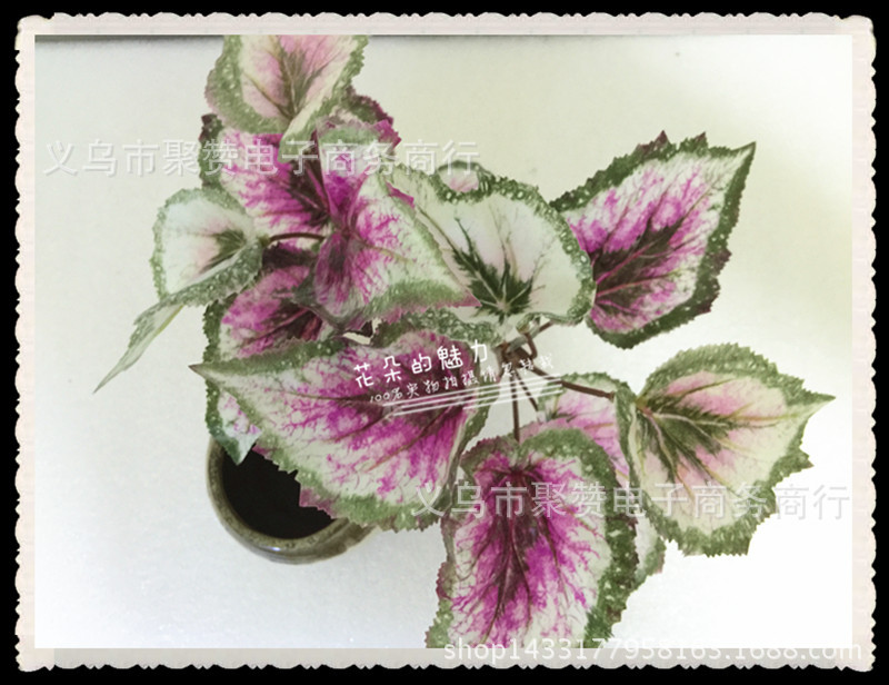 假植物歪嘴海棠海芋葉植物墻 盆景 盆栽 花藝傢居裝飾廠傢批發工廠,批發,進口,代購