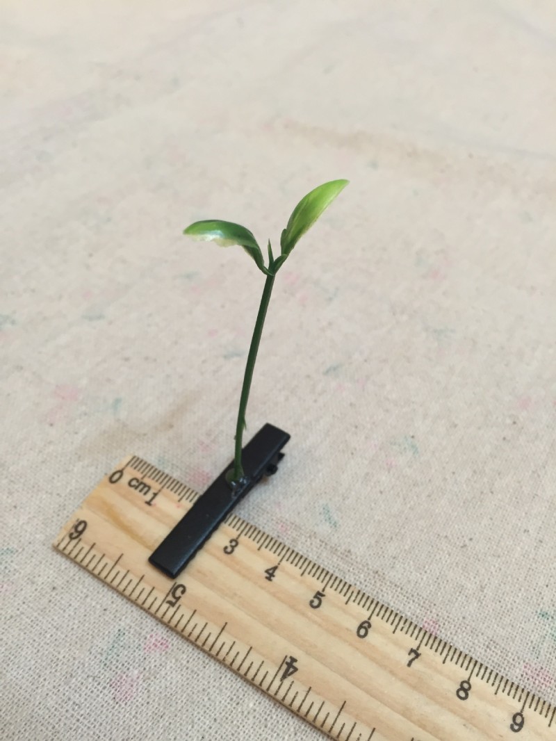 賣萌神器小草發夾 豆芽花發夾豆芽花發卡植物發夾賣萌草頭上長草批發・進口・工廠・代買・代購