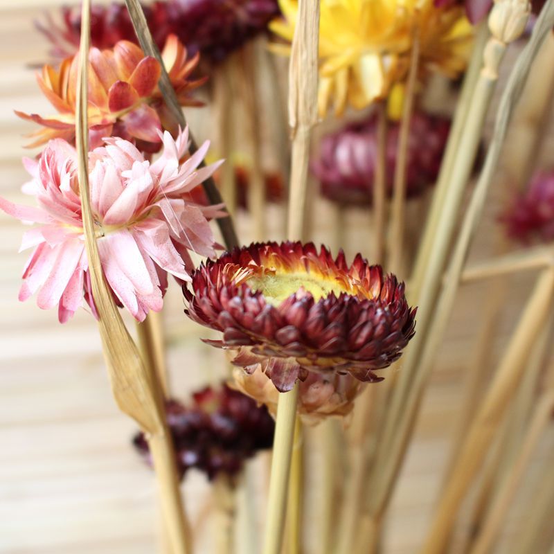 70厘米長傢居飾品植物乾花果殼手工 鮮花仿真花 天然非洲菊 新品批發・進口・工廠・代買・代購