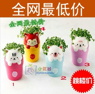 植物工藝品（萌寵糖果動物）草娃娃 心形草種植盆栽 批發工廠,批發,進口,代購