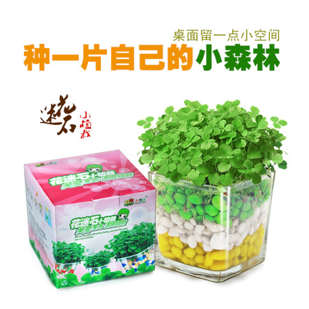 zakka花迷石小植栽辦公室盆栽迷你水培綠色桌麵裝飾diy廠傢直銷工廠,批發,進口,代購