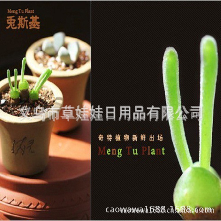 草娃娃正品美國進口 多肉植物 兔斯基迷你植物盆栽 萌兔 枝乾番杏工廠,批發,進口,代購