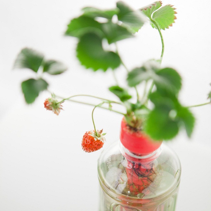 小生林廠傢直銷 傢庭菜園 迷你植物工藝品 桌麵盆栽盆景 好禮品批發・進口・工廠・代買・代購