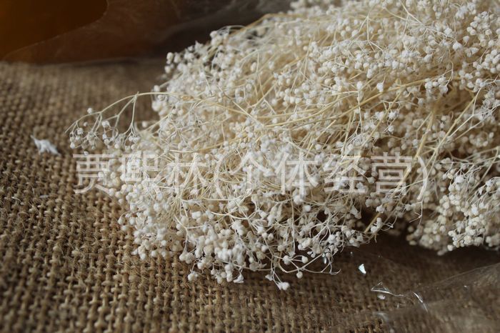 奶白色 滿天星 一束 插花 乾花 仿真花 永生花工廠,批發,進口,代購