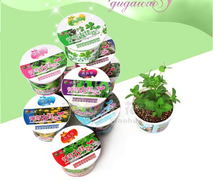 綠植創意8cm高小盆景種草擺件 （古怪草）多款混發綠色生活禮品工廠,批發,進口,代購