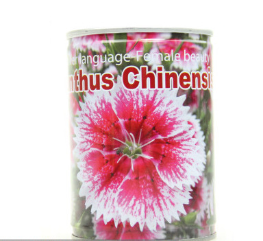花卉植物鐵罐盆栽 辦公室植物陽臺室內種植（易拉罐-五彩石竹）工廠,批發,進口,代購
