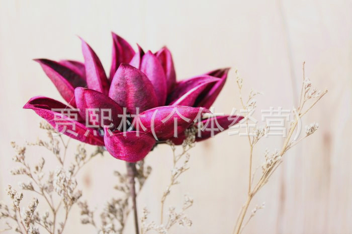 玫紅荷花 蓮花 乾花 仿真花 假花  居傢裝飾 插花工廠,批發,進口,代購