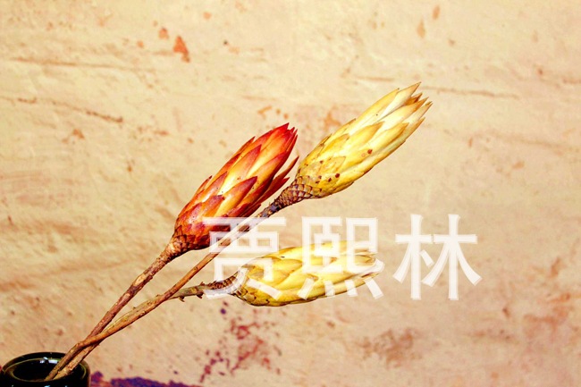 天然 高級永生花花枝 自然風乾 高檔禮品花束花材 蓮菊工廠,批發,進口,代購