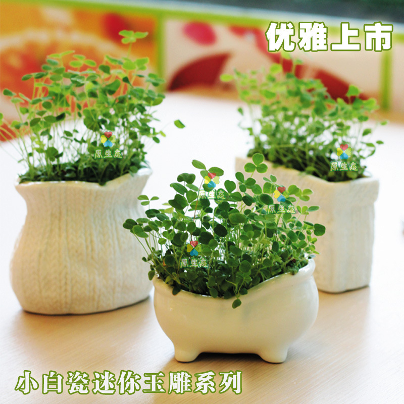 迷你 白瓷系列 創意迷你植物盆栽盆景 植物工藝品 地攤熱賣工廠,批發,進口,代購