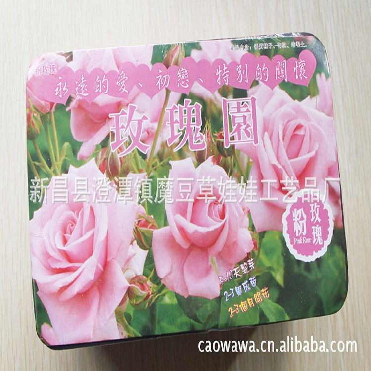廠傢直供草娃娃玫瑰之戀 藍玫瑰開心農場 微型盆栽 浪漫玫瑰園工廠,批發,進口,代購